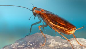 数百万年来，蟑螂一直隐藏着DNA秘密- ScienceAlert